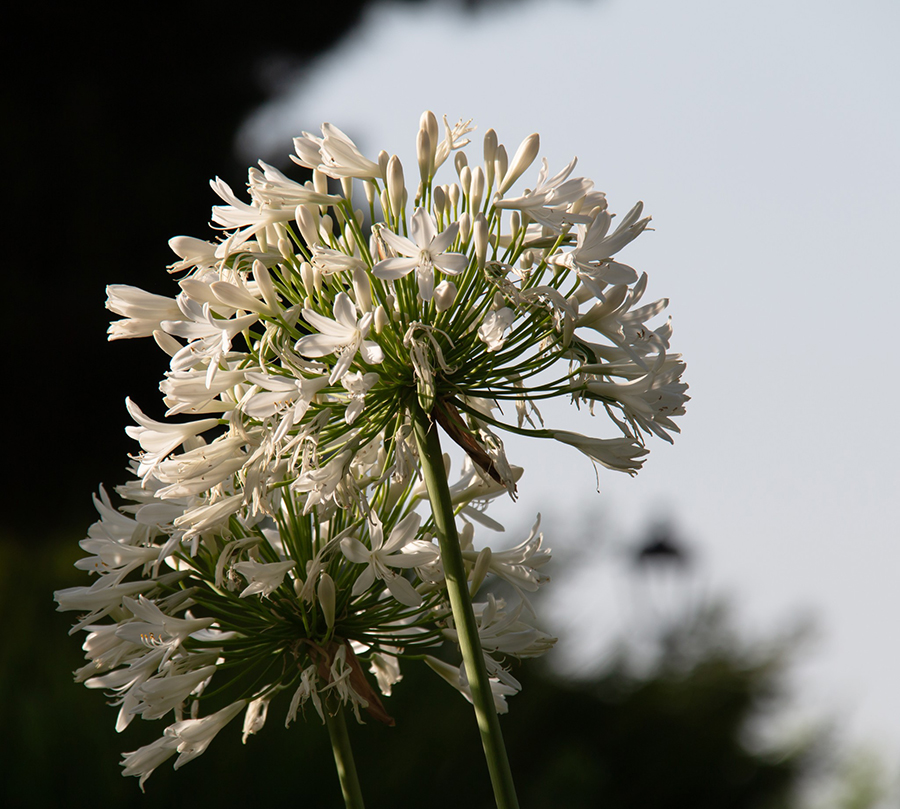 Dettaglio di agapanthus bianco del giardino