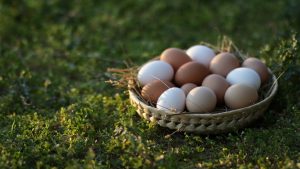 My Farm Project Azienda Agricola – Punto Vendita