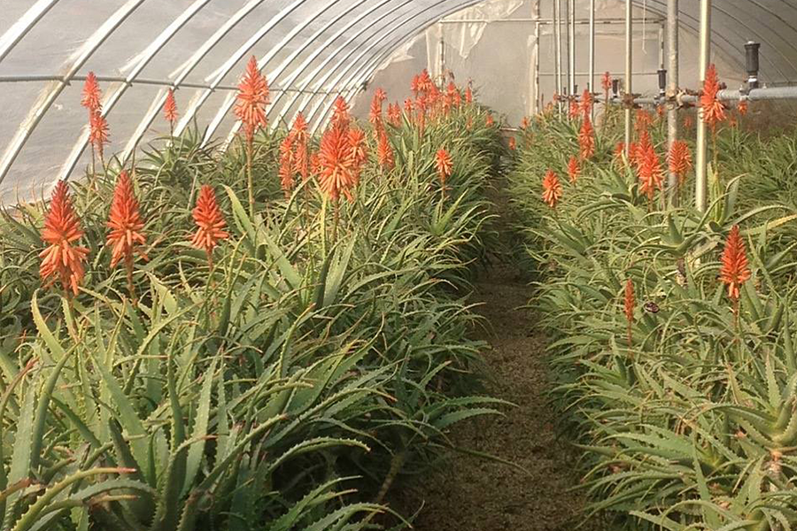 la serra dove si coltiva l'aloe