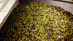 Castignani Marco Az. Agricola