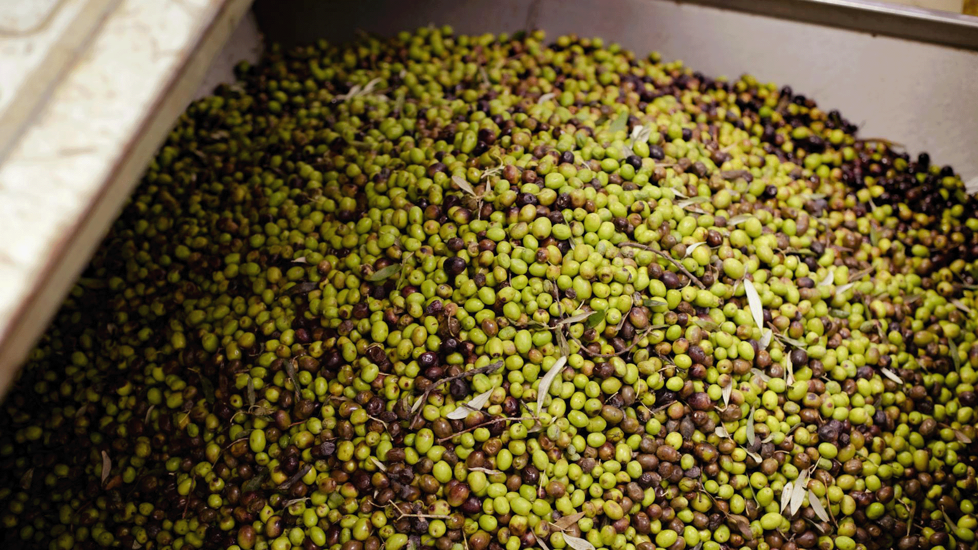 Raccolta delle olive ©pexels