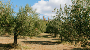Azienda Agricola e Oleificio Maria Cristina Orioli